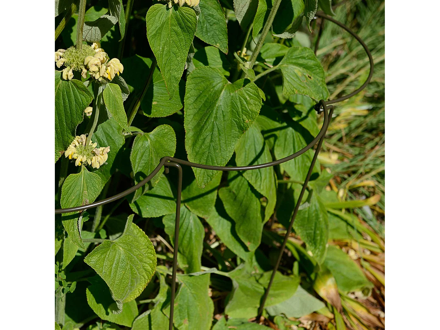 Support à plantes courbé en acier (Lot de 6)