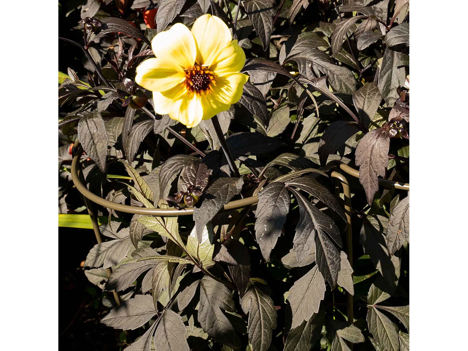 Support à plantes courbé en acier (Lot de 6)