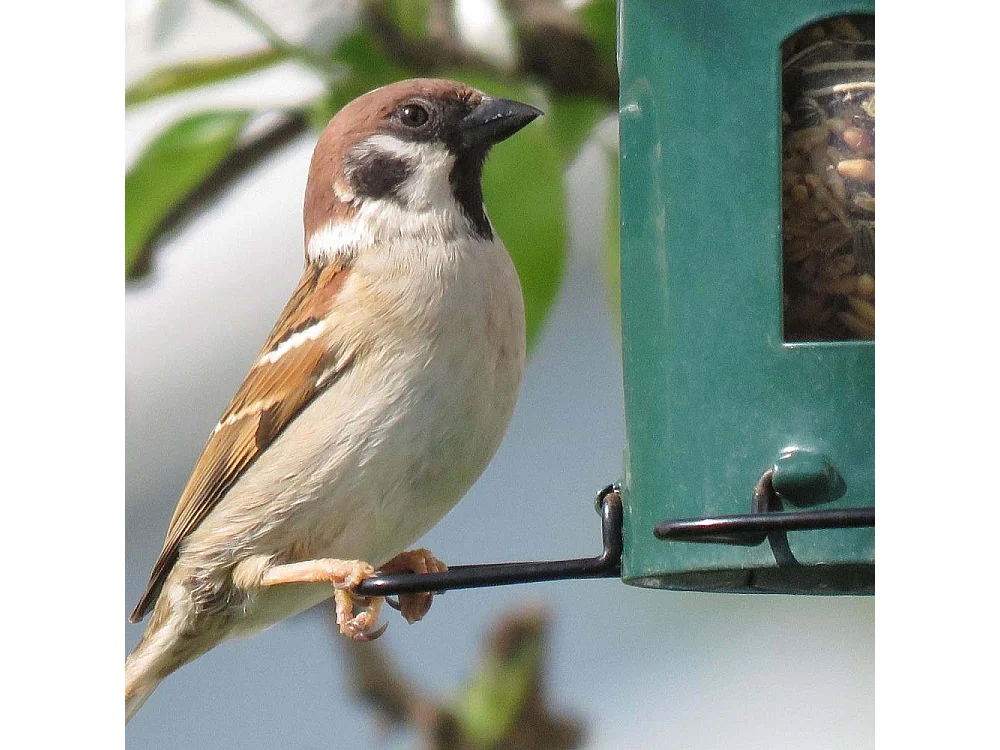 Mangeoire à suspendre en acier inoxaydable Combi