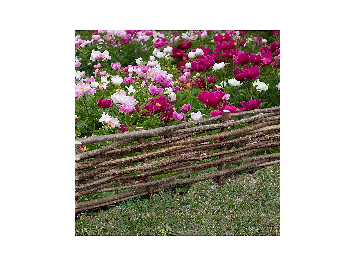 Bordure en noisetier 100cm (Lot de 5)