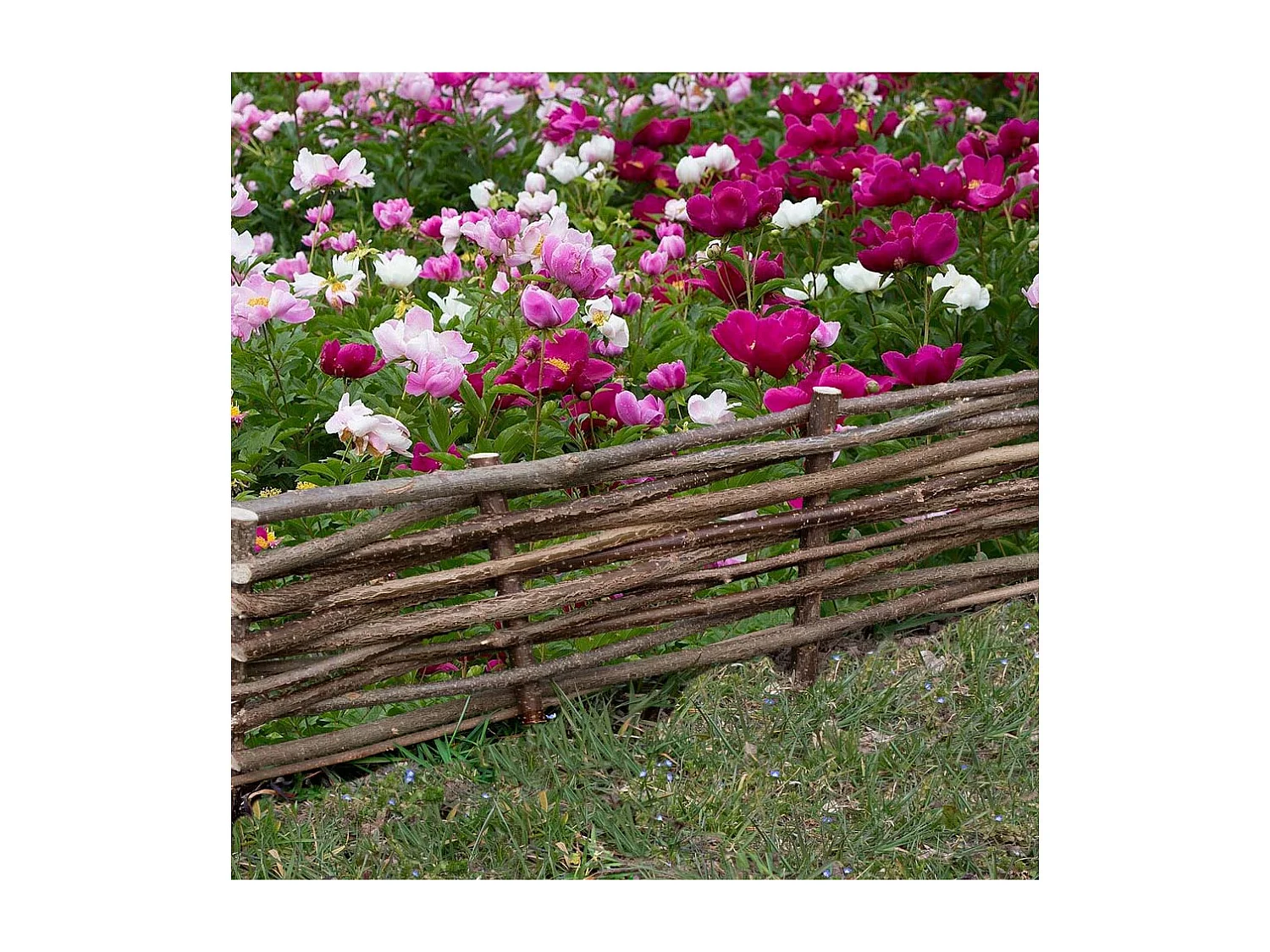 Bordure en noisetier 100cm (Lot de 5)