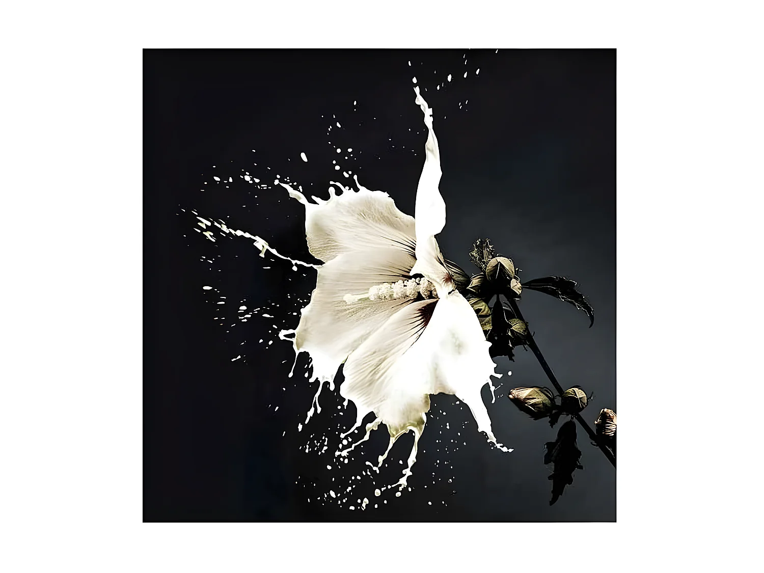 Fotografia impresa en cristal modelo SPLASH  100x100 cm Schuller