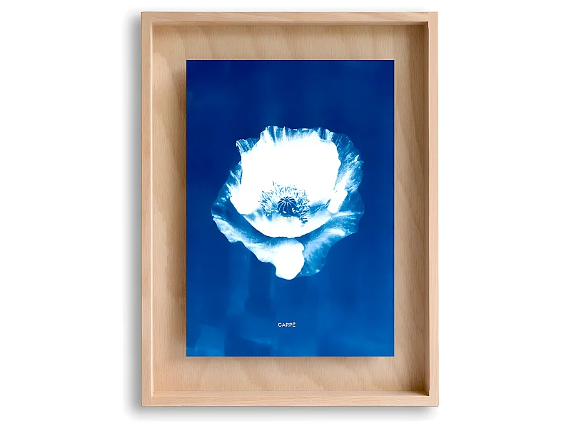 Papavero cianotipo Carpë cornice 40x30cm