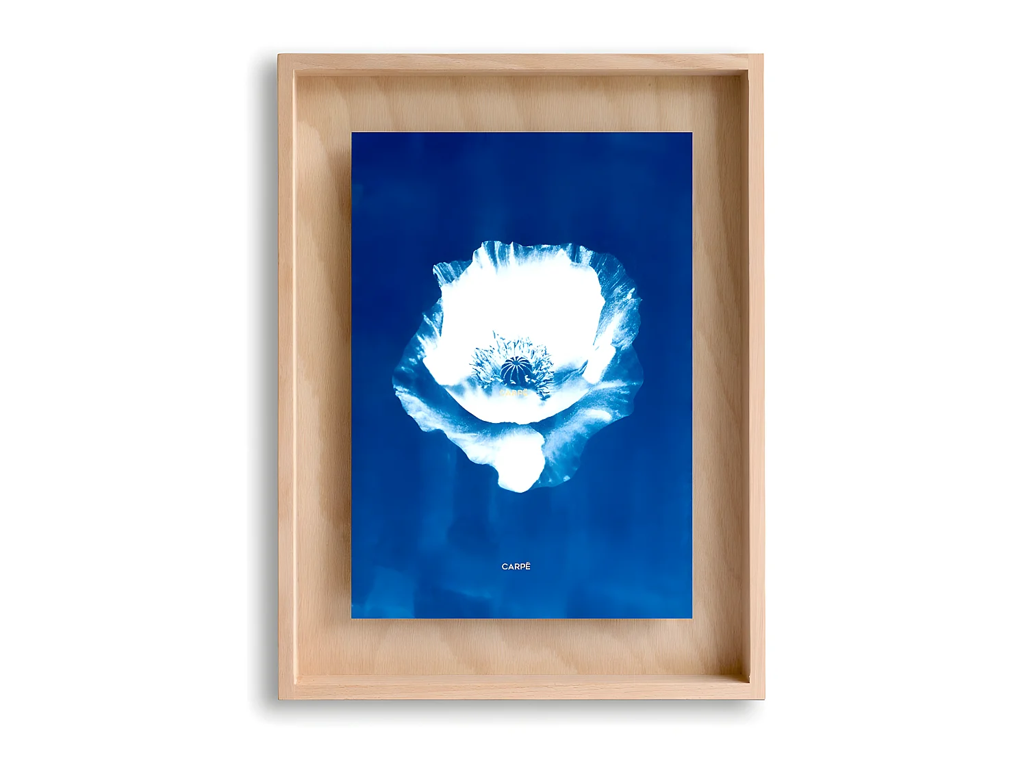 Amapola cianotipia carpë marco 40x30cm
