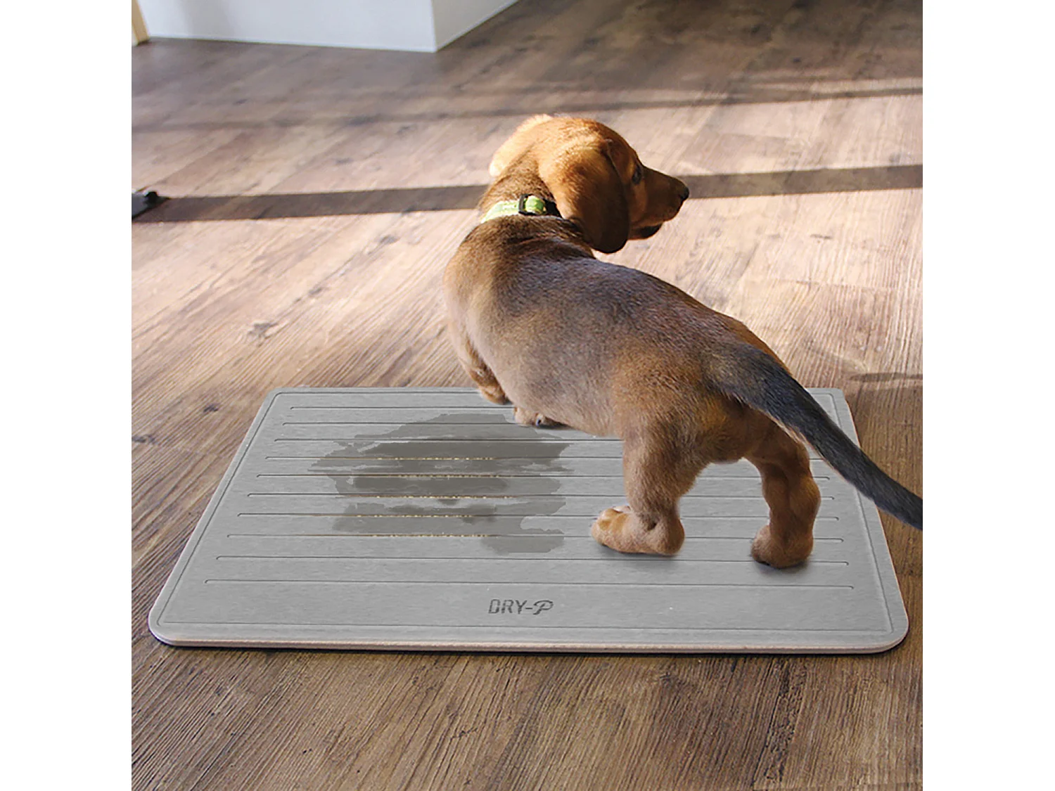 Pierre Dapprentissage