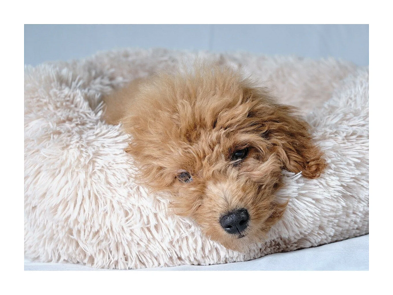 Coussin Rond pour Chien & Chat "Fluffy" 55cm Écru