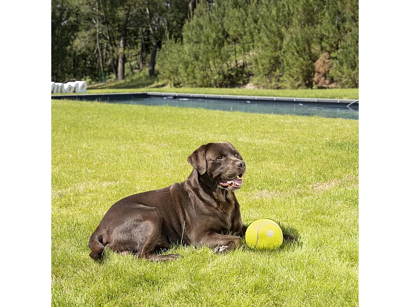 Jouet pour Chien "Balle de Tennis" 15cm Jaune