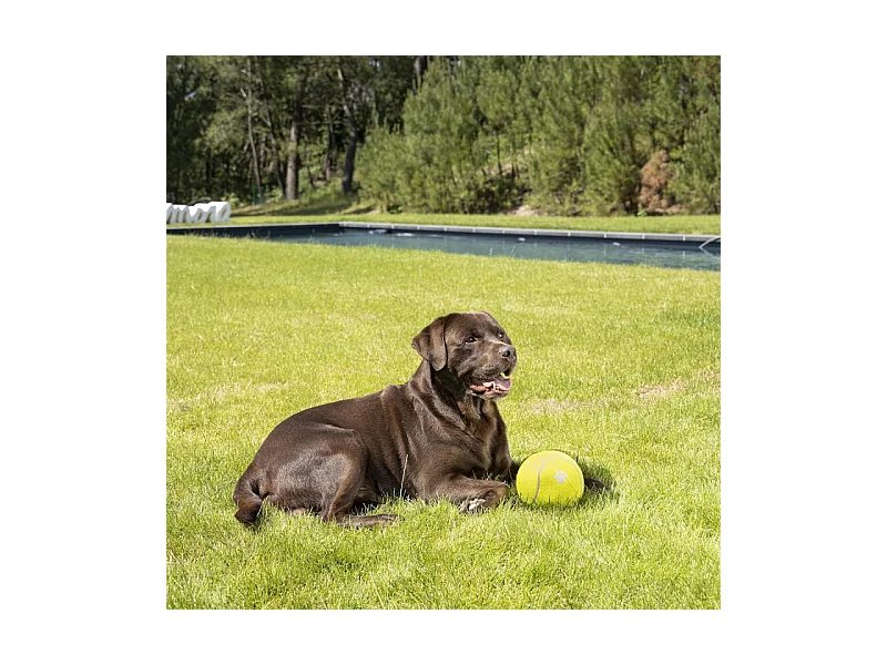 Jouet pour Chien "Balle de Tennis" 15cm Jaune