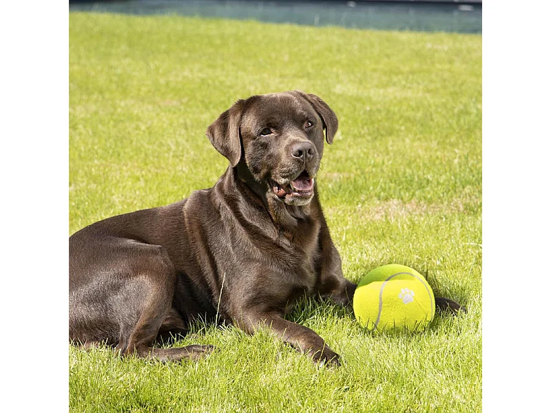 Jouet pour Chien "Balle de Tennis" 15cm Jaune