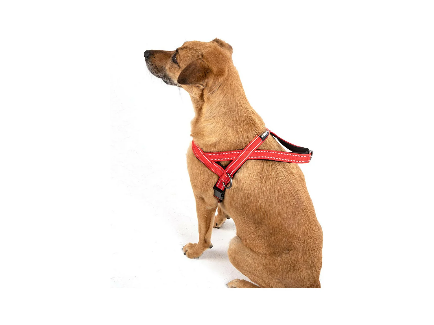 Harnais Norvégien "Expert Réglable" 75cm Rouge