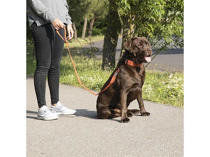 Laisse pour Chien "Bambou" 120cm Émeraude