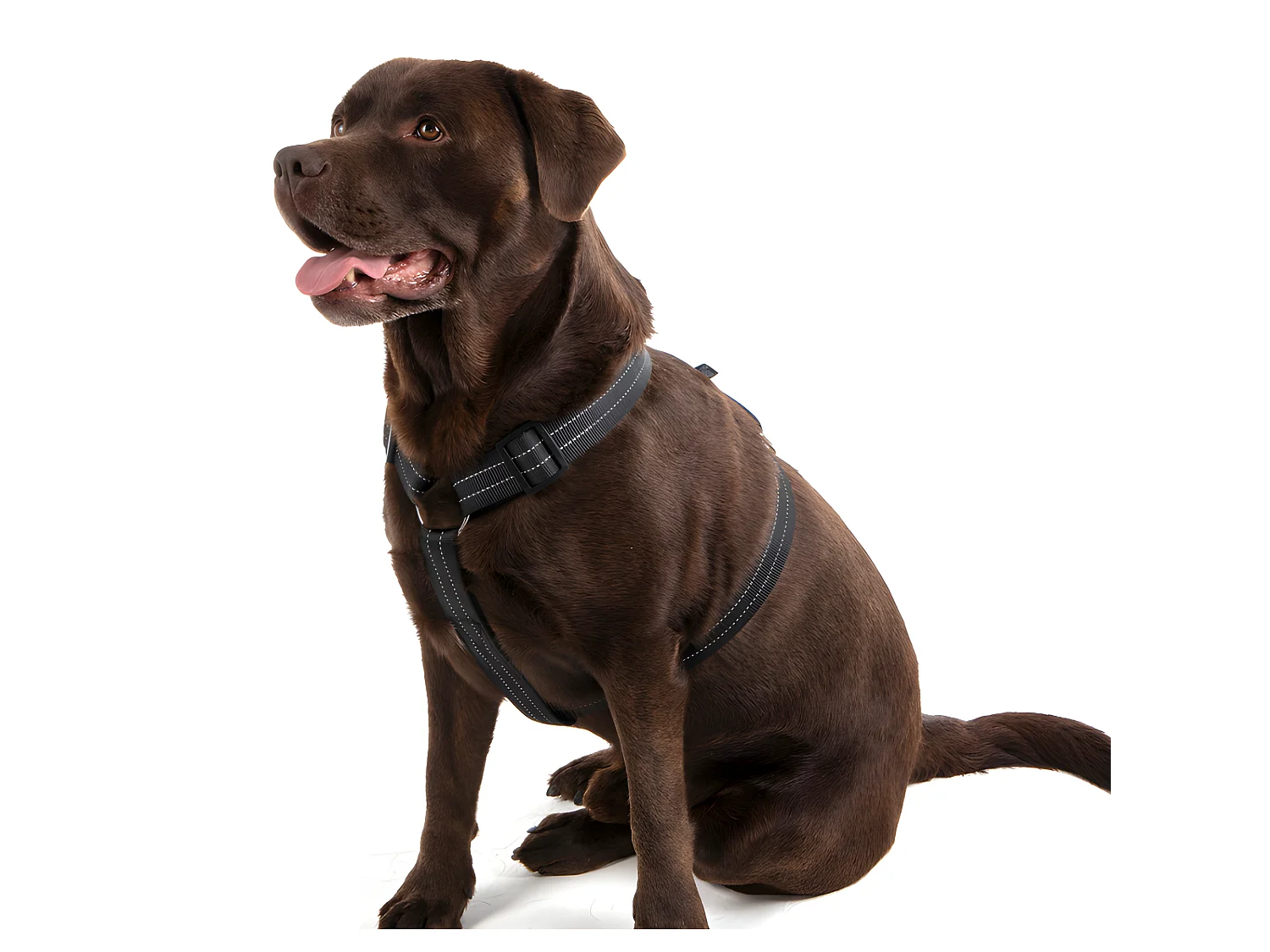 Harnais pour Chien "Coutures Réfléchissantes" 90cm Noir