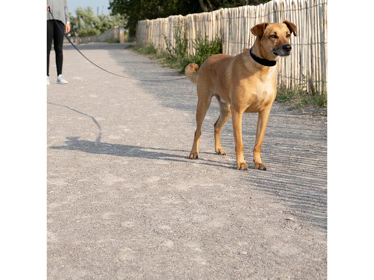 Laisse pour Chien "A Pister" 9m Noir