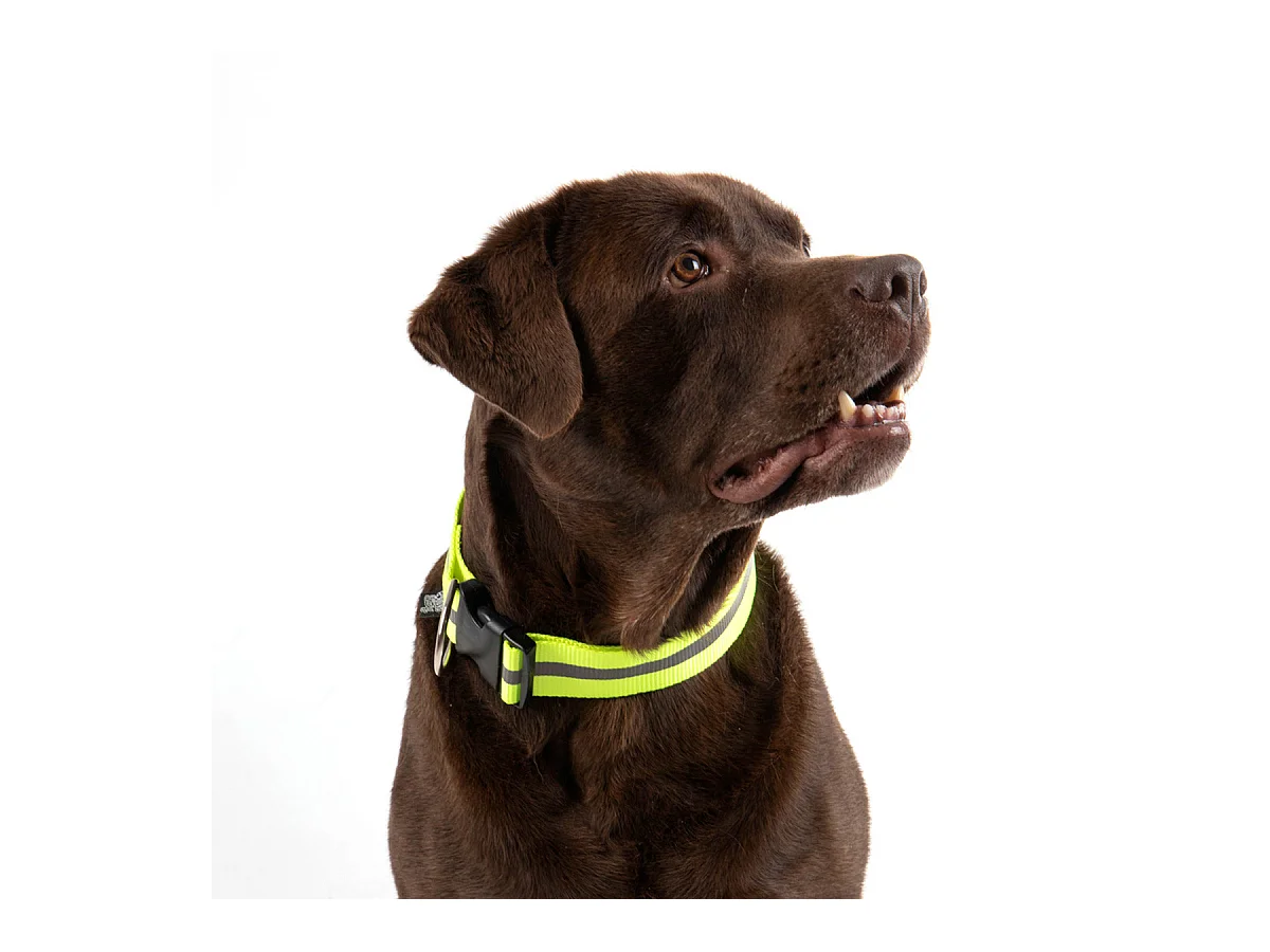 Collier Pour Chien "Bande Réfléchissante" 65cm Jaune