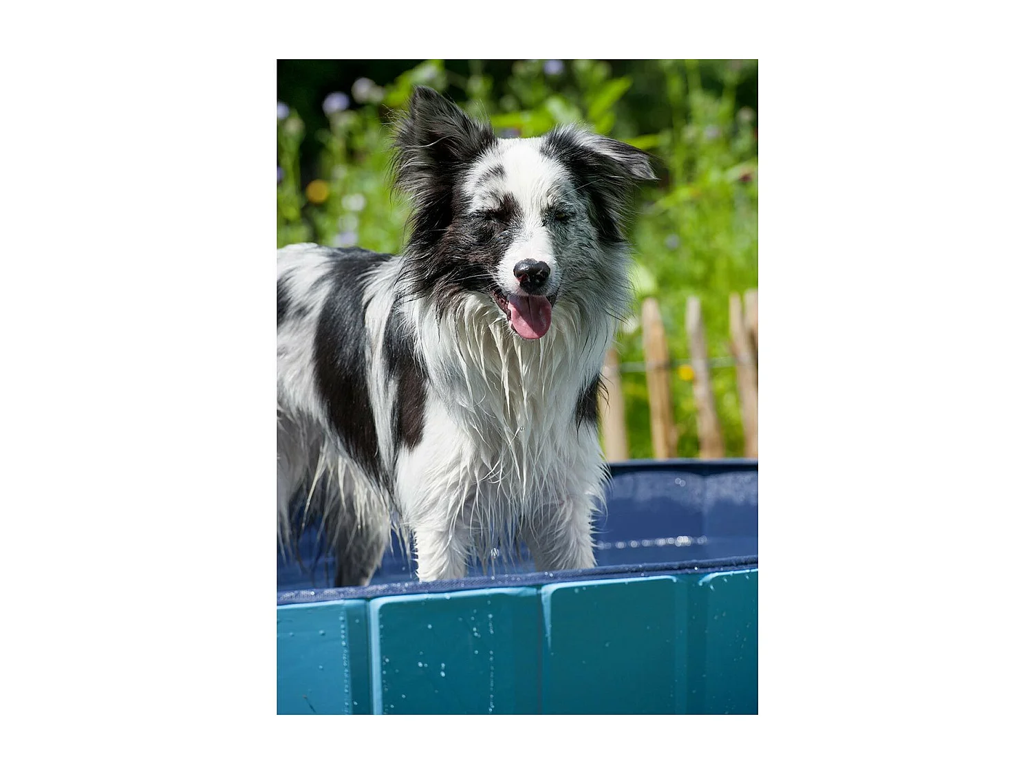 Piscine pour Chien "Robinet" 120cm Bleu