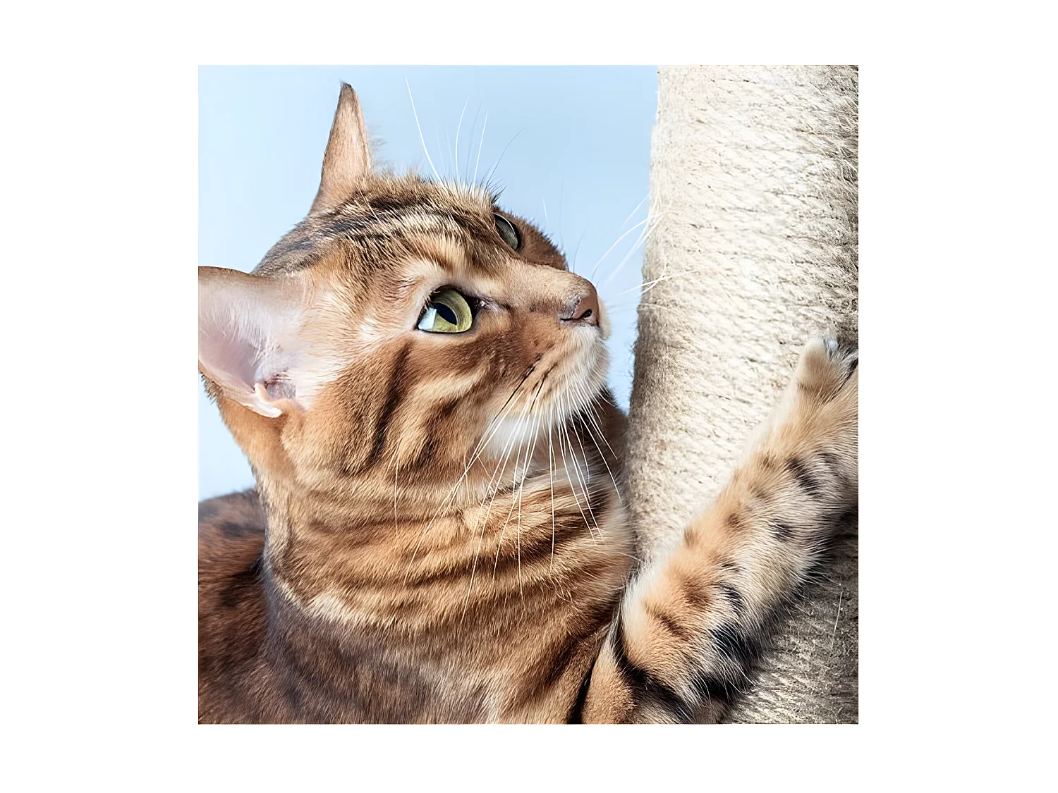 Arbre à Chat avec Jouets "4 Plateformes" 138cm Gris