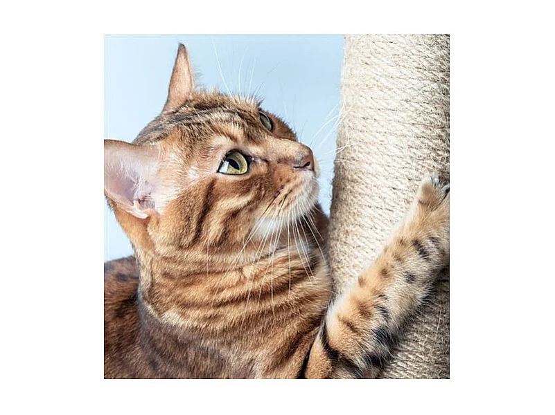 Arbre à Chat avec Jouets "4 Plateformes" 138cm Gris