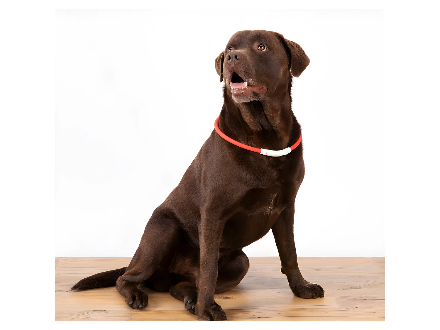 Collier pour Chien "USB & Waterproof" 70cm Rouge