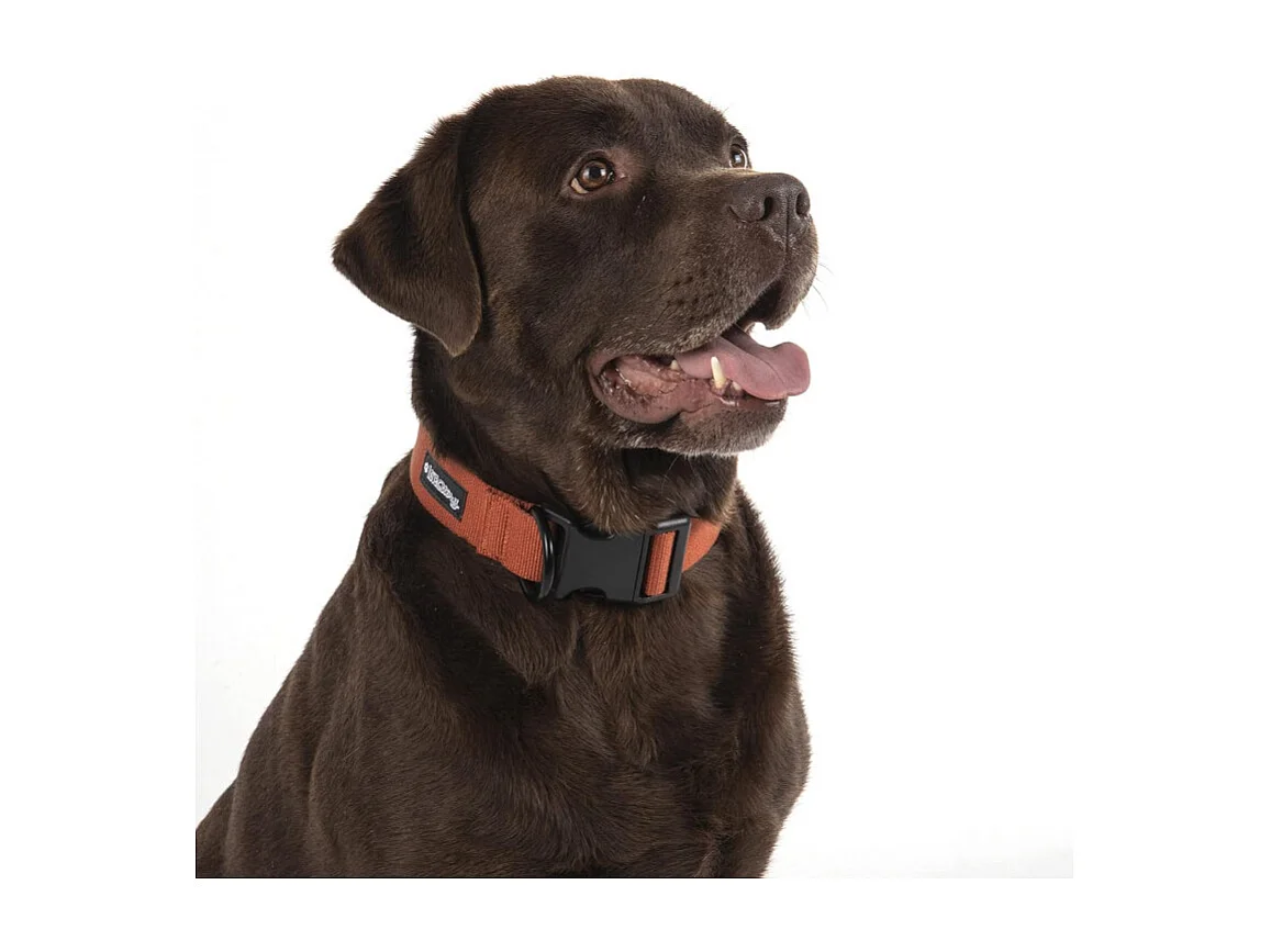 Collier pour Animaux "Réglable" 70cm Terracotta