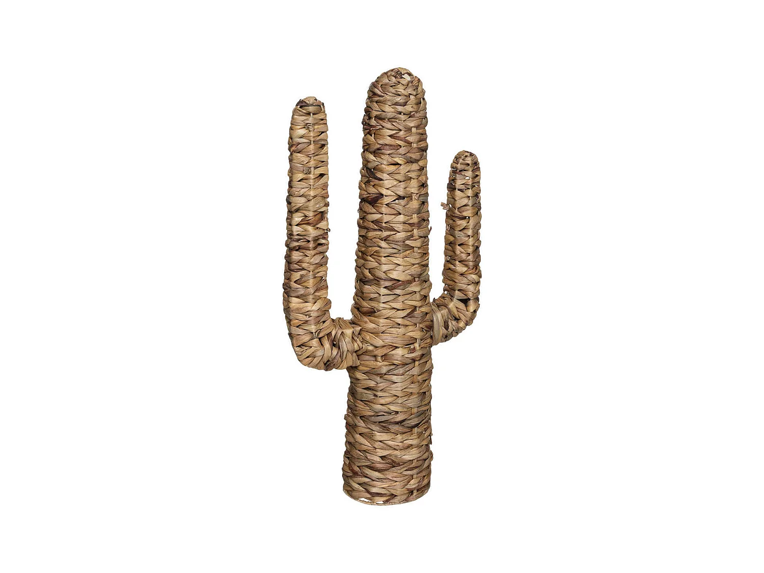 Cactus sobre soporte de caña