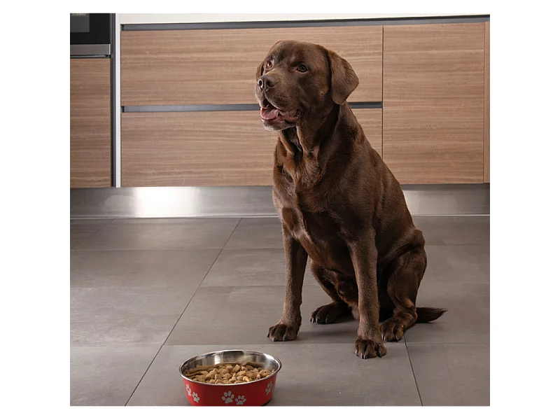 Gamelle pour Chien & Chat "Motifs Pattes" 21cm Rouge