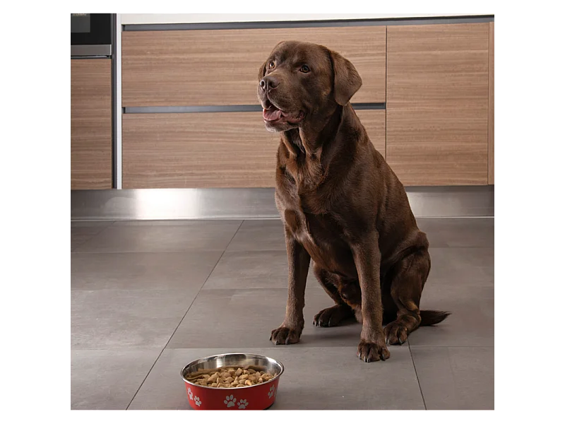 Gamelle pour Chien & Chat "Motifs Pattes" 21cm Rouge