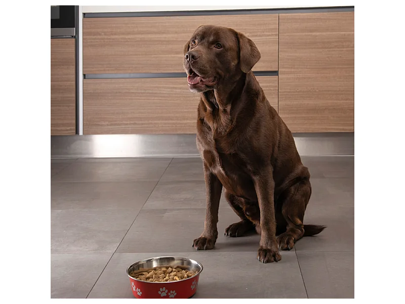 Gamelle pour Chien & Chat "Motifs Pattes" 21cm Noir