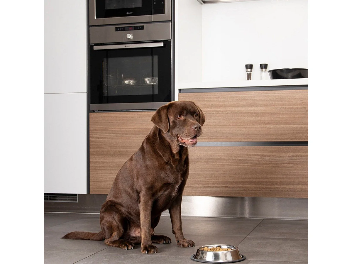 Gamelle pour Chien & Chat "Antidérapante" 24cm Argent