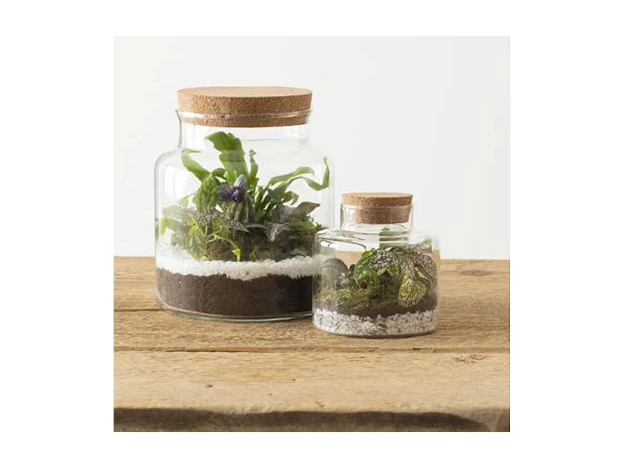 Terrarium en Verre "Bovaj" 21cm Transparent