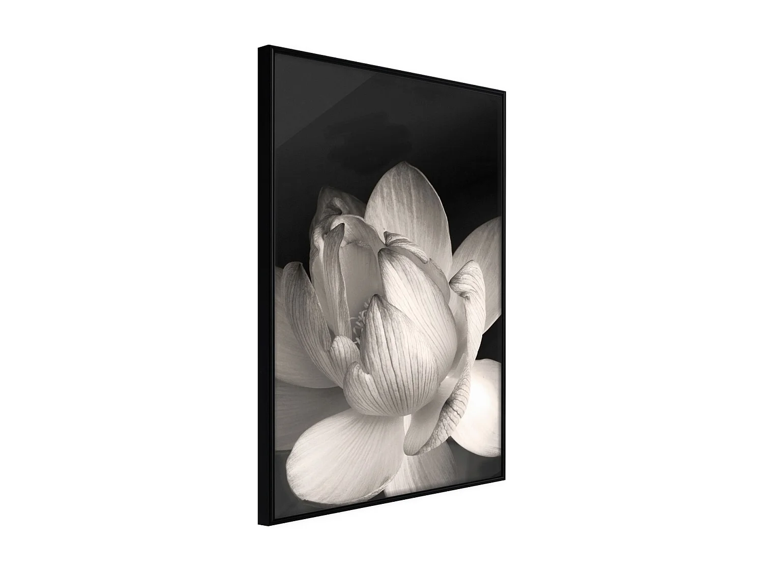 Affiche Murale Encadrée "Delicacy of a Flower" 40 x 60 cm Noir