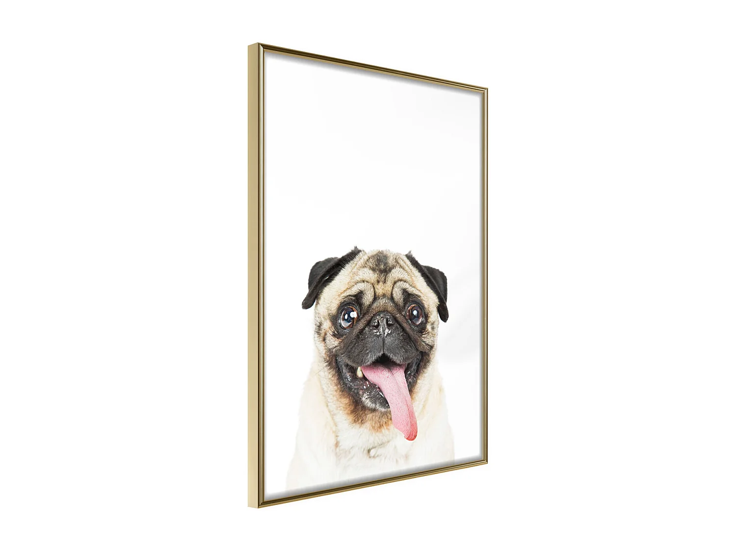 Affiche Murale Encadrée "Funny Pug" 30 x 42 cm Or