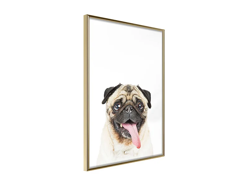 Affiche Murale Encadrée "Funny Pug" 30 x 42 cm Or
