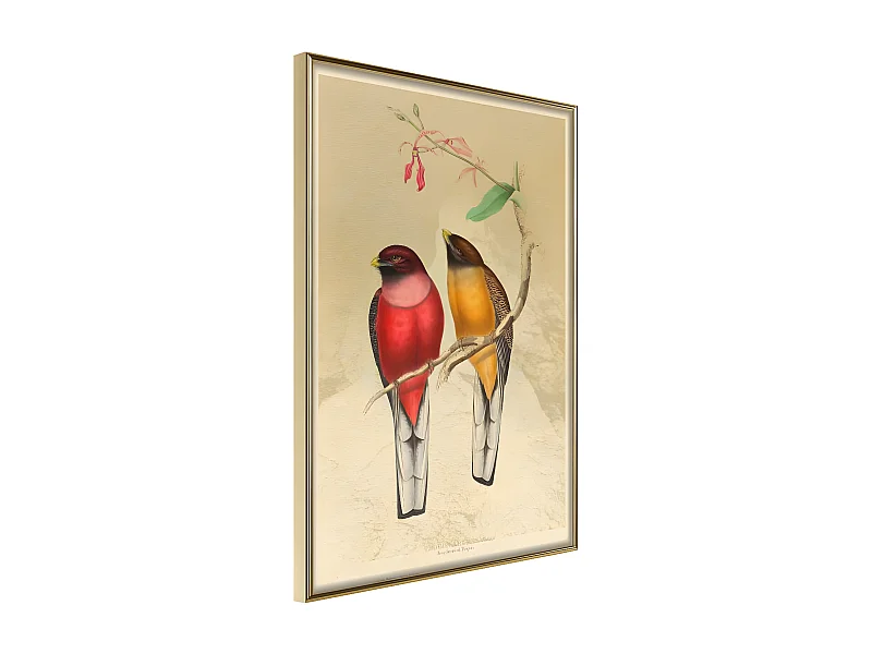 Affiche Murale Encadrée "Ornithologist's Drawings" 30 x 42 cm Or