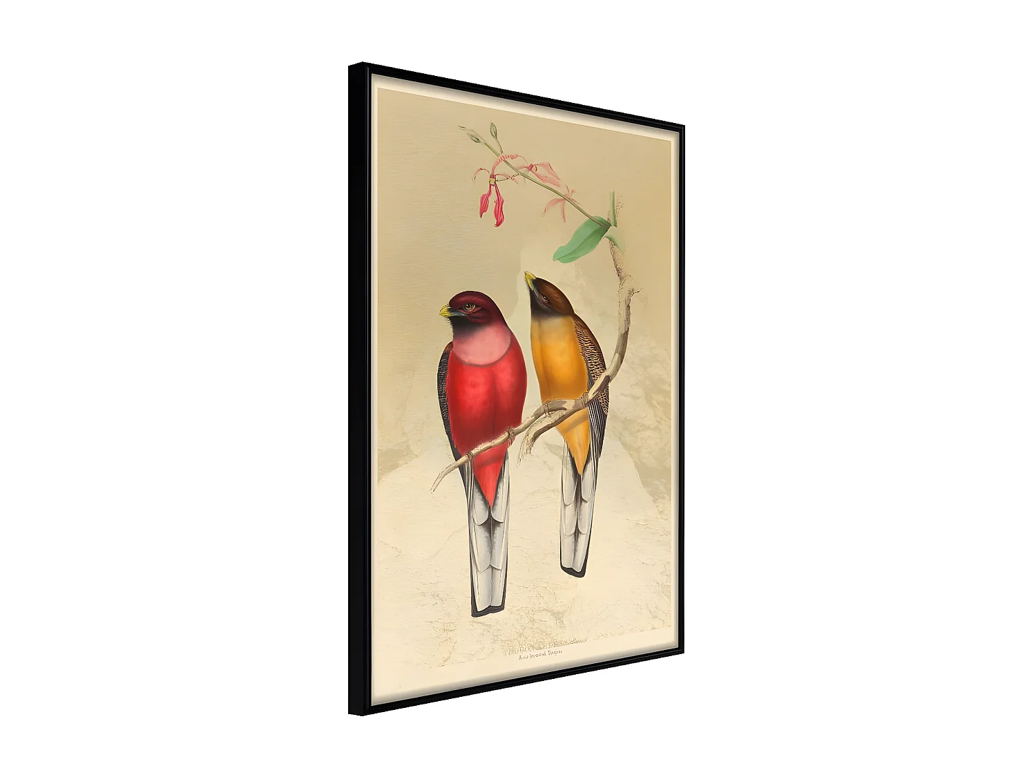 Affiche Murale Encadrée "Ornithologist's Drawings" 30 x 42 cm Noir