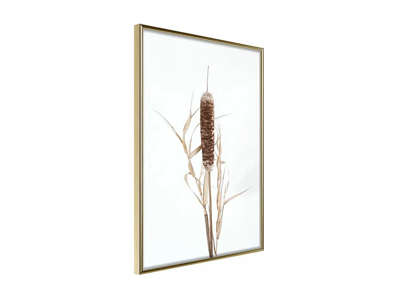 Affiche Murale Encadrée "Typha" 30 x 42 cm Or