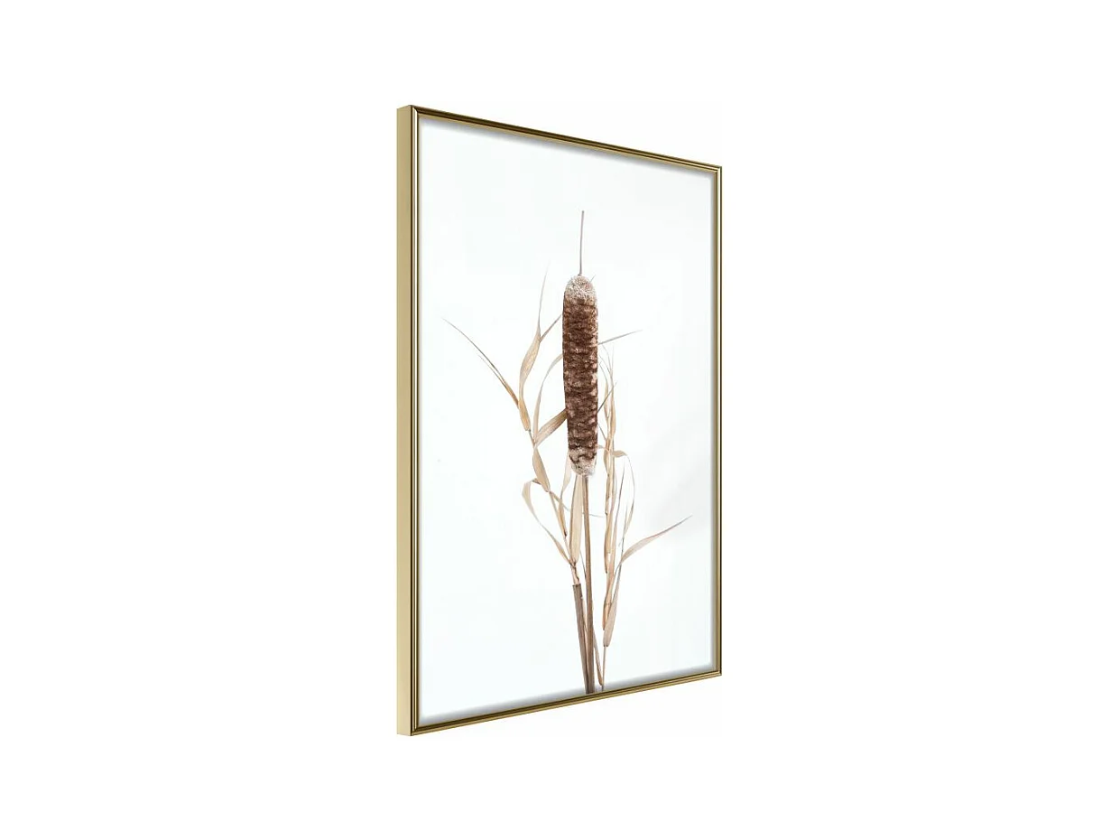 Affiche Murale Encadrée "Typha" 30 x 42 cm Or