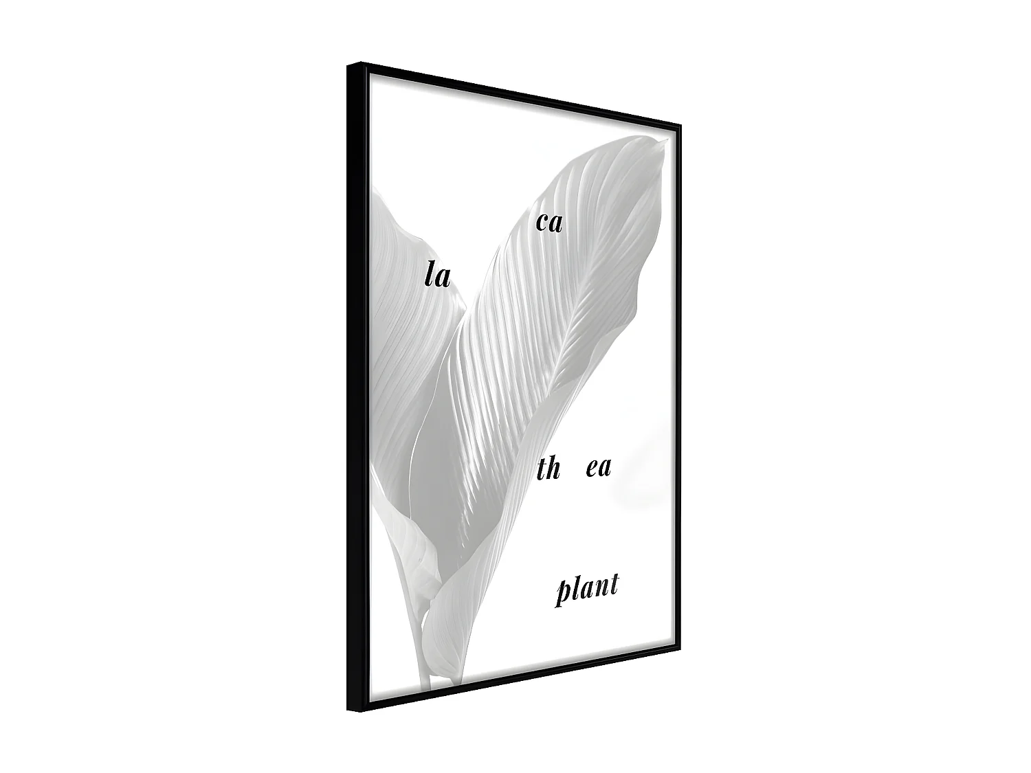 Affiche Murale Encadrée "Calathea Leaves" 21 x 30 cm Noir