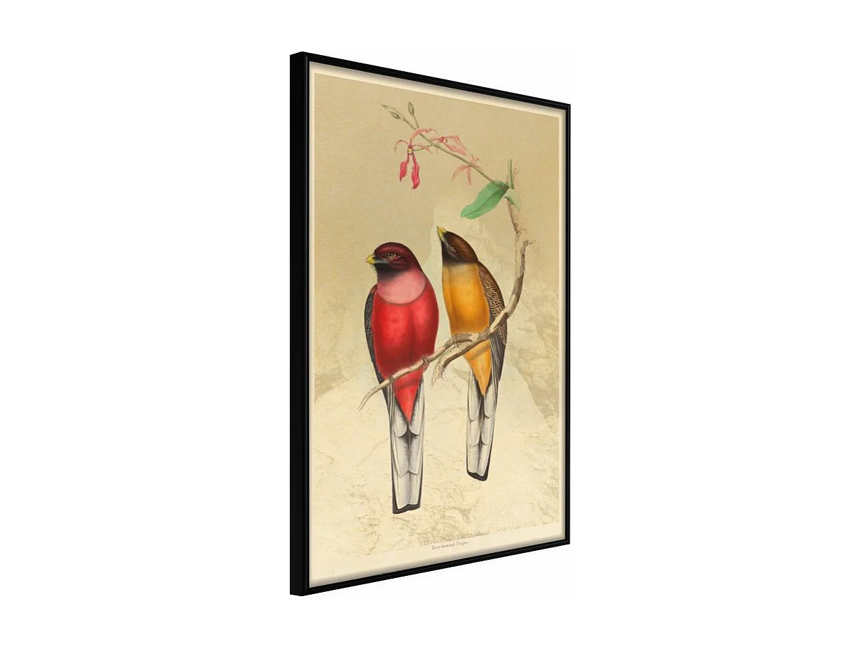 Affiche Murale Encadrée "Ornithologist's Drawings" 40 x 60 cm Noir