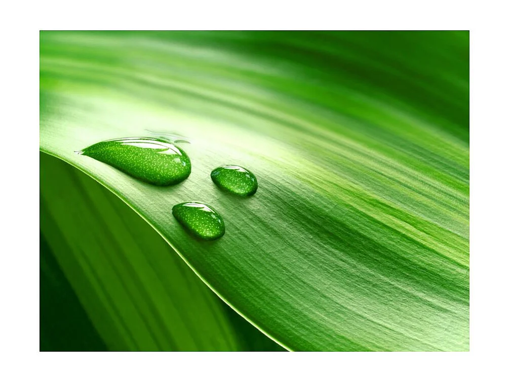 Papier Peint "Feuille & Trois Gouttes d'Eau" 270 x 350 cm