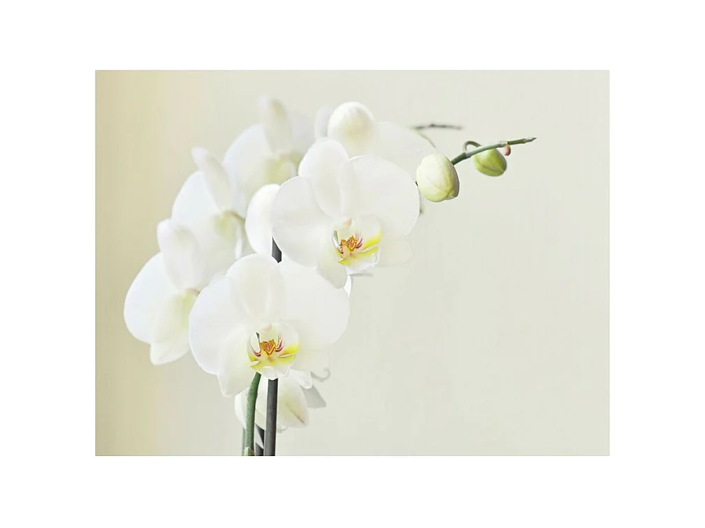 Papier Peint "Orchidée Blanche" 270 x 350 cm