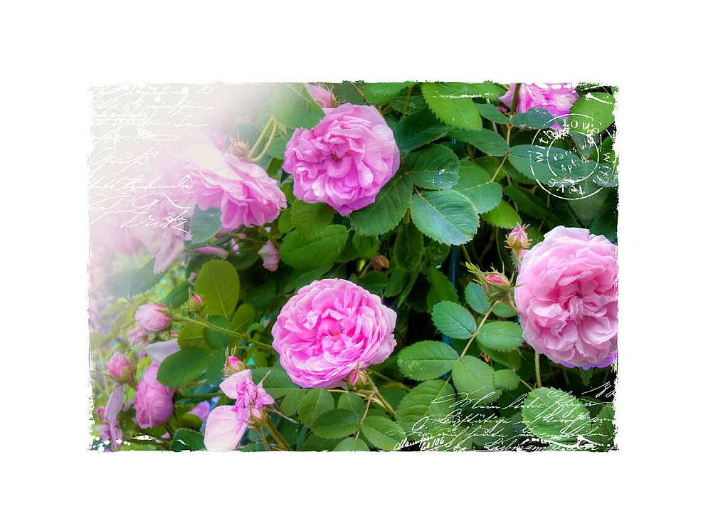 Papier Peint "Summer Garden" 210 x 300 cm