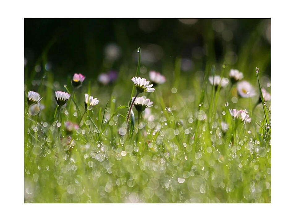 Papier Peint "Marguerites & la Rosée du Matin" 270 x 350 cm