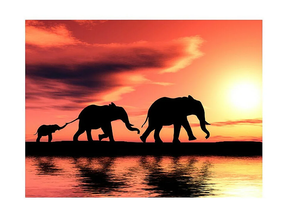 Papier Peint "Famille Eléphants" 270 x 350 cm