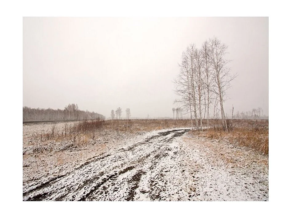 Papier Peint "Winter Field" 231 x 300 cm