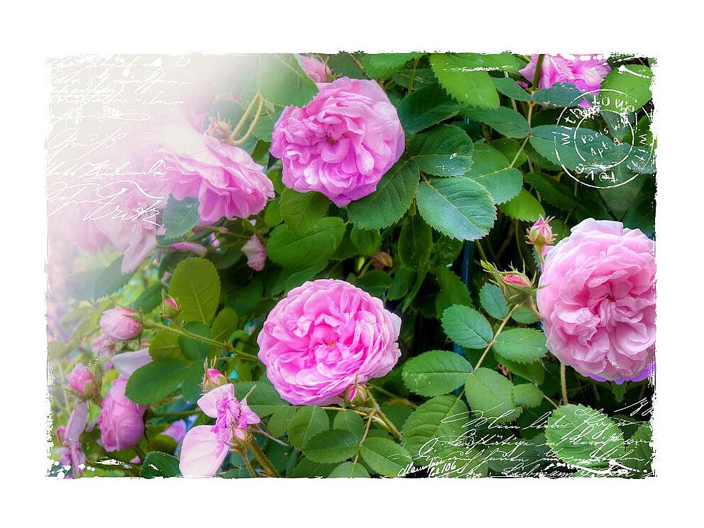 Papier Peint "Summer Garden" 175 x 250 cm