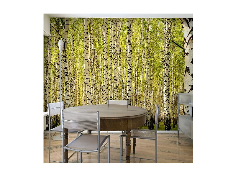 Papier Peint "Forêt de Bouleaux" 231 x 300 cm