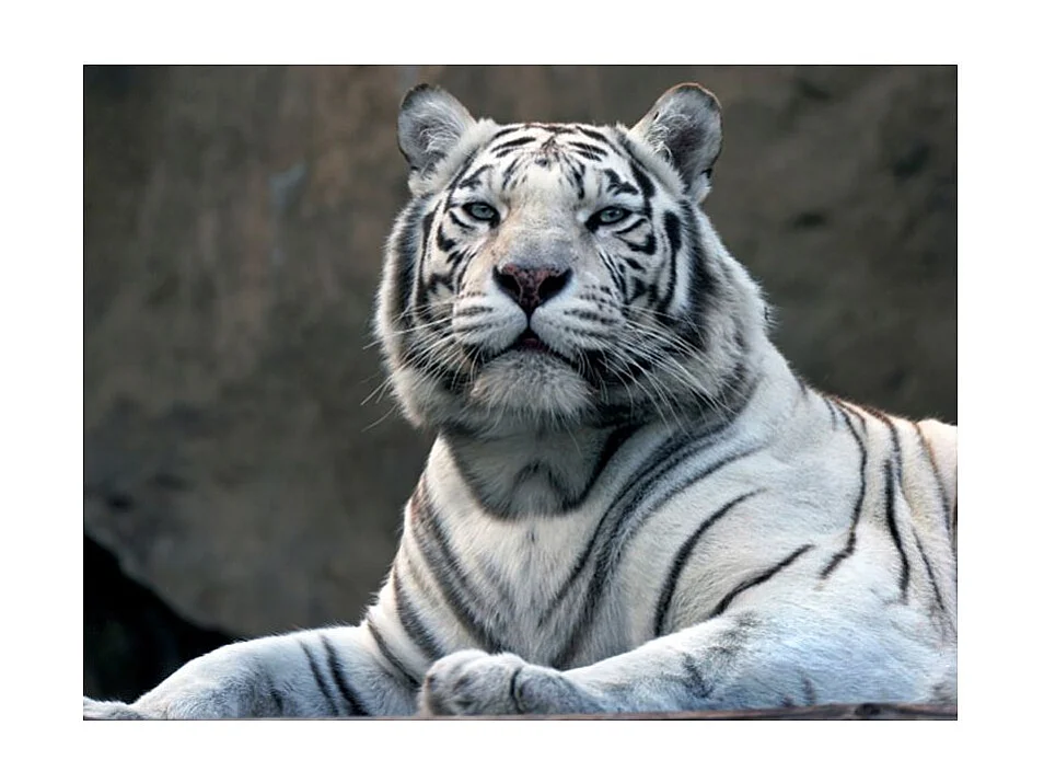 Papier Peint "Tigre du Bengale au Zoo" 193 x 250 cm