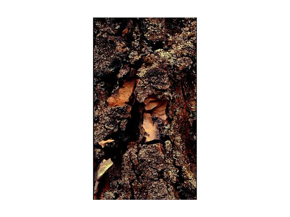 Papier Peint "Time Carved in the Tree" 50x1000cm