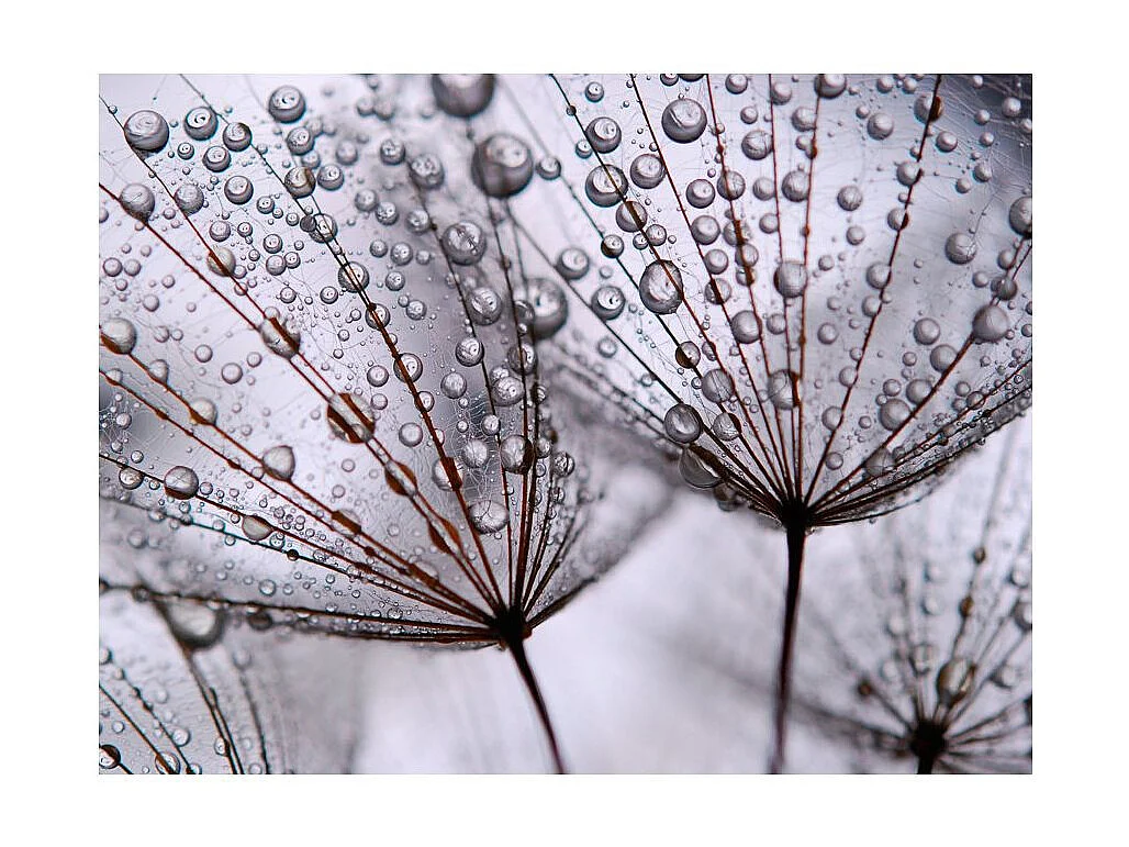 Papier Peint "Pissenlit & Rosée du Matin" 270 x 350 cm
