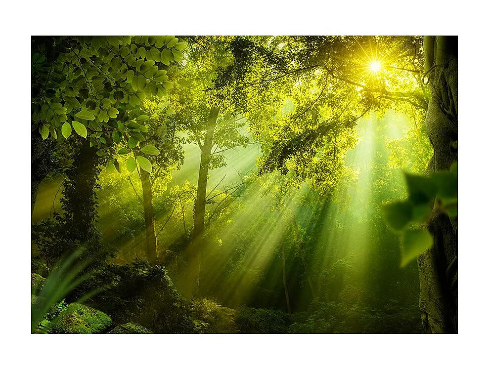 Papier Peint "In a Secret Forest" 105 x 150 cm